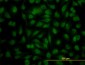 YY1 Antibody (clone 4A5)
